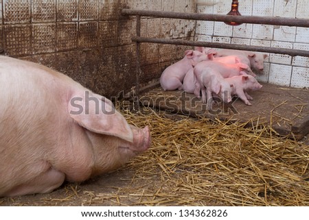 Sow pig with piglets in a pig farm