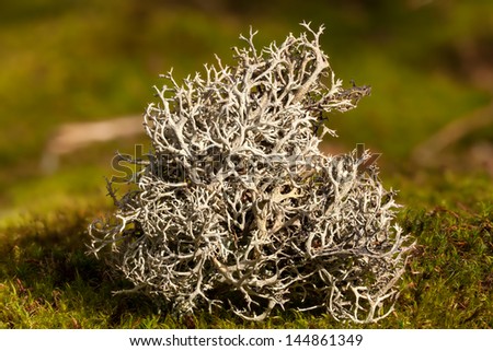 Iceland moss. Closeup macro