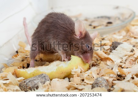 Photo of little brown mouse eating apple