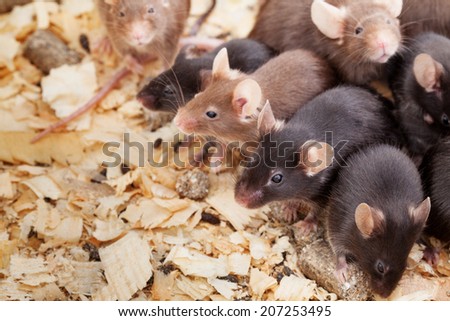 Photo of little brown and black laboratory mouses