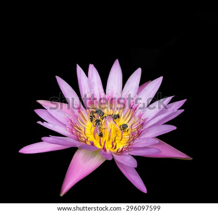 isolated water lily flower and bee at garden ,park