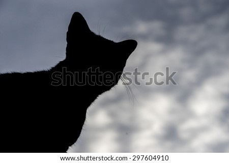 silhouette American Shorthair cat on the roof