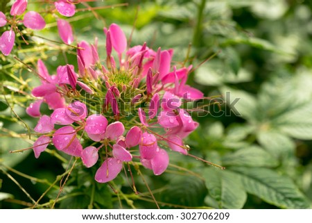 beautiful Cleome Flower with water spray at park ,garden ,forest