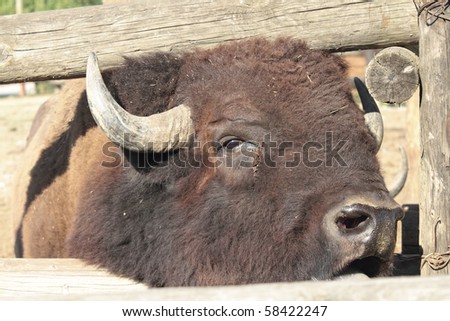 face of a buffalo