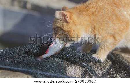 Cat caught a fish