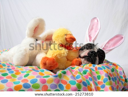 An Easter photo of a Boston Terrier with bunny and chick stuffed animals.