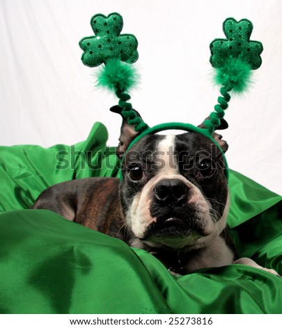 stock photo : A St. Patrick#39;s Cute St Patricks Day Pictures. stock photo : A St. Patrick#39;s
