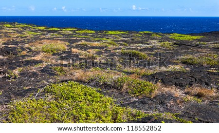 Patches of grass on old lava flow in Volcanoes National Park, Hawaii Big Island.