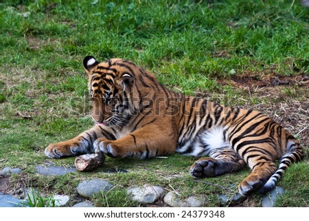 Tiger Cub Playing with a Piece of Bone in the Zoo