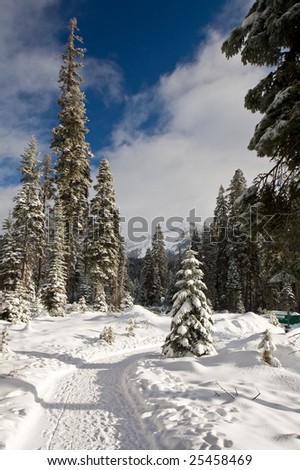Snow Covered Path at Wuksachi Lodge in Sequoia National Park