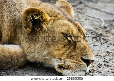 Sleeping Wild Lioness in Serengeti National Park