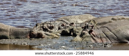 lake ndutu