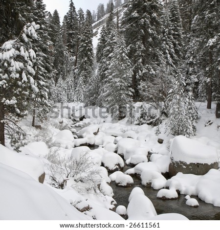 Forest Creek in Winter at Sequoia National Park