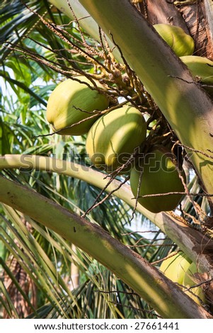 Coconut Bunch