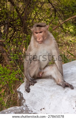 Male Bonnet Macaque Sitting by the Road in Mudumalai National Park