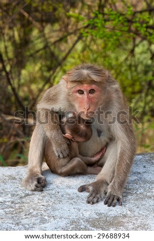 Bonnet Macaque Mother in Mudumalai National Park, India