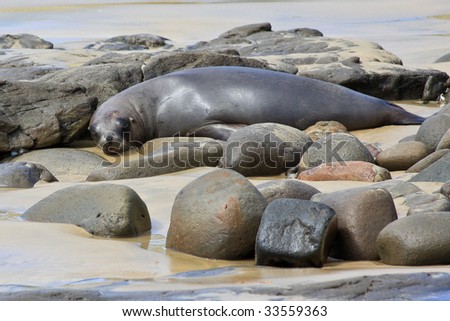 Curio Bay Nz