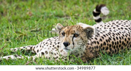 Cheetah Disturbed from Sleep in Singita Grumeti Reserves, Tanzania.