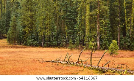 The Fallen Tree Stock-photo-panoramic-view-of-a-meadow-with-a-fallen-tree-in-yosemite-national-park-california-64116367
