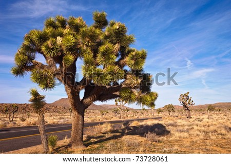 Big joshua tree in Joshua Tree National Park, California.