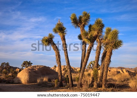 A cluster of young joshua trees in Joshua Tree National Monument, California.