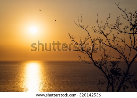Sunrise over the sea in autumn. In the foreground the branches of a tree, in the background the sun and the silhouettes of birds.