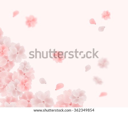 Beautiful tender cherry blossom flowers and petals flying in the spring wind. Pink and white Japanese sakura flower background. Blurred and sharp details of spring mood, love and happiness.