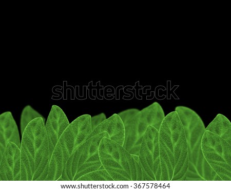 Green sage leaves border on black background. Salvia sage leaf for culinary and medicinal use. Bunch of sage leaves on isolated on black. Realistic herbal background. Essential herbs concept.