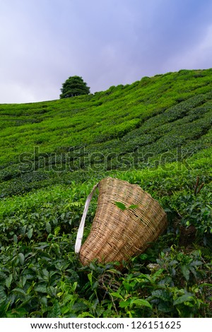 Tea picker bag with fresh leaf over a bush on tea plantation at Cameron Highlands, Malaysia