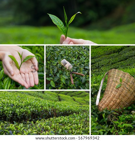 Beautiful Collage Of Tea Bushes On Plantation And Hand Harvesting
