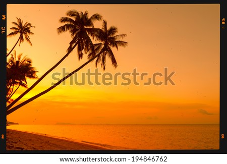 Tropical palm trees on beach at sunset, retro film stylized