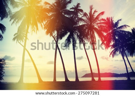 Palm trees on the beach with retro film light leaks, vintage stylized
