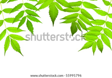 green leaves border with copy-space isolated on white