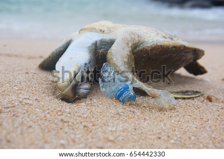 Dead turtle and plastic bottle garbage from ocean on the beach