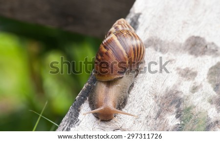 Snail in timber. Slow life.