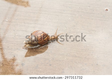 Snail climb on a paved road with water. Slow life.
