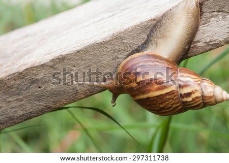Snail crawling on an old wooden plate. Slow life.