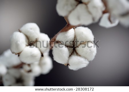 cotton crop