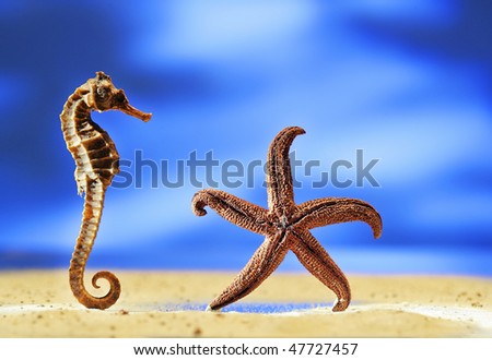 seahorse and starfish