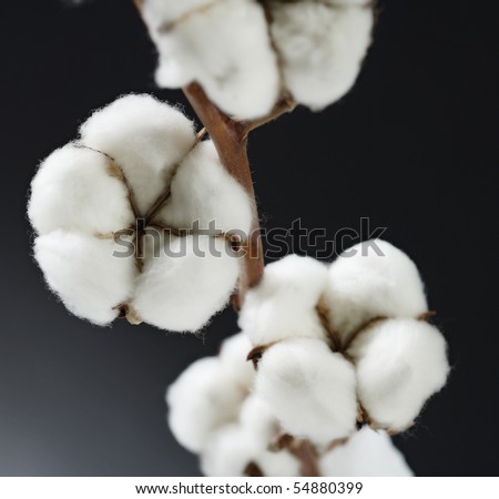 pure cotton