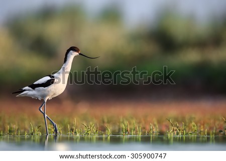 Pied avocet (Recurvirostra avosetta) stepping over water plants in search of food