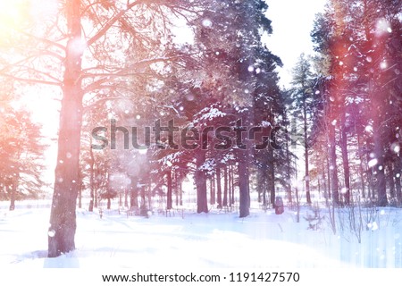 Winter forest on a sunny day. Landscape in the forest on a snowy morning. New Year winter forest.