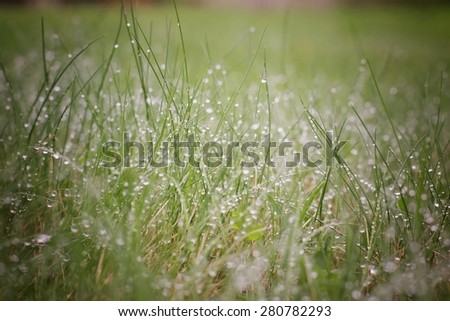the texture of the grass after the rain