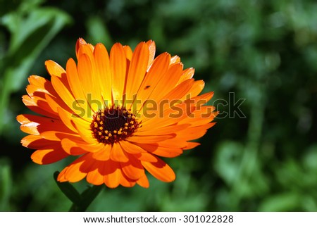 orange garden flowers