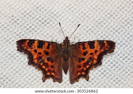 butterfly with orange dots