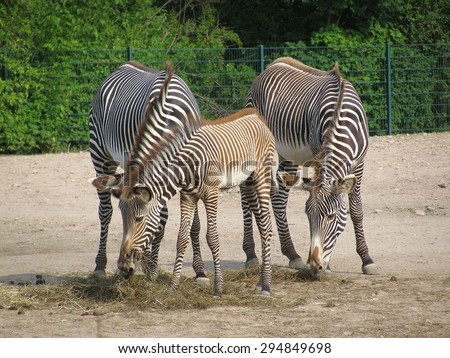 Family of zebras in nature eat