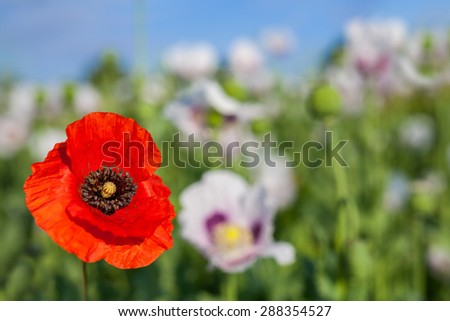 red poppy on white poppy field background