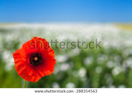 red poppy on white poppy field background