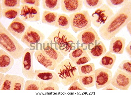 Original micro-photo of healthy dividing and non dividing living stem cells