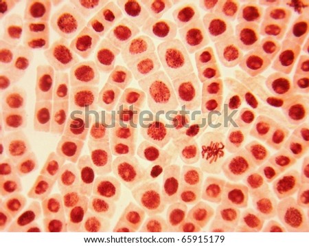 Original illustrations of live healthy red cells (tissue)